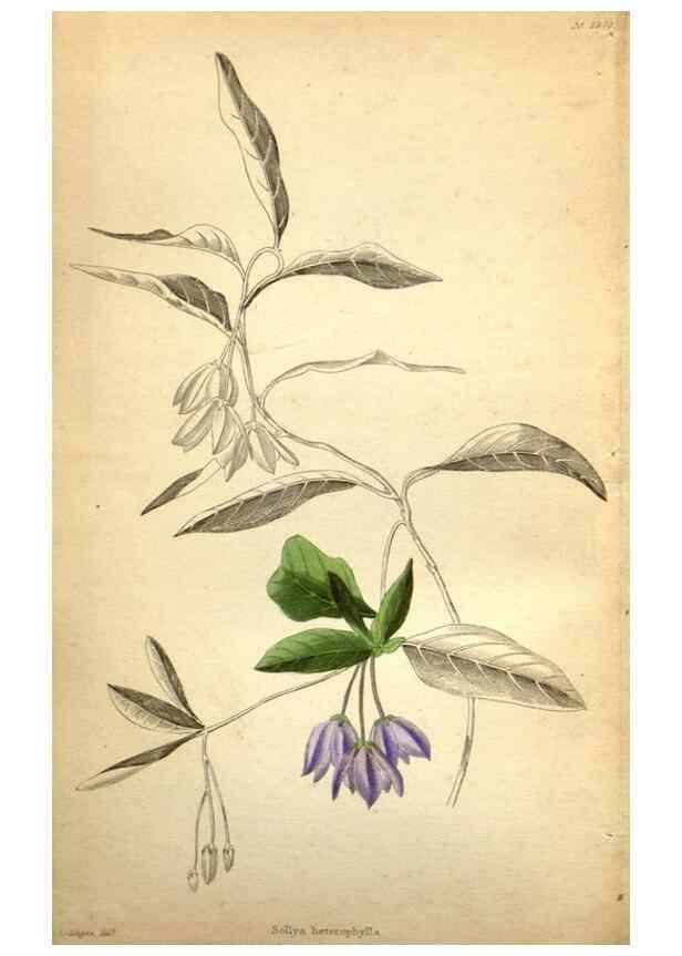 Reproducción/Reproduction 48787314628: The botanical cabinet. London :John & Arthur Arch ...,1817-1833.. 