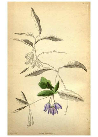 Reproducción/Reproduction 48787314628: The botanical cabinet. London :John & Arthur Arch ...,1817-1833.. 