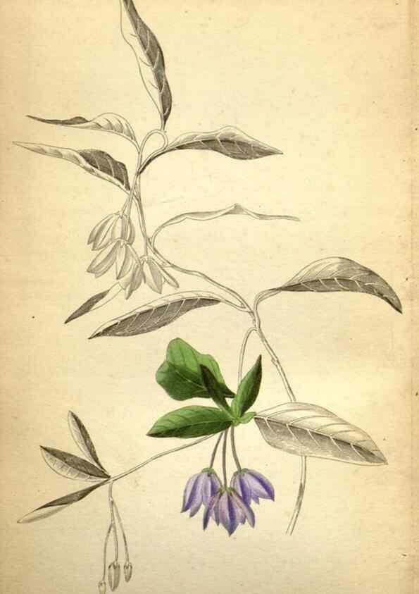 Reproducción/Reproduction 48787314628: The botanical cabinet. London :John & Arthur Arch ...,1817-1833.. 