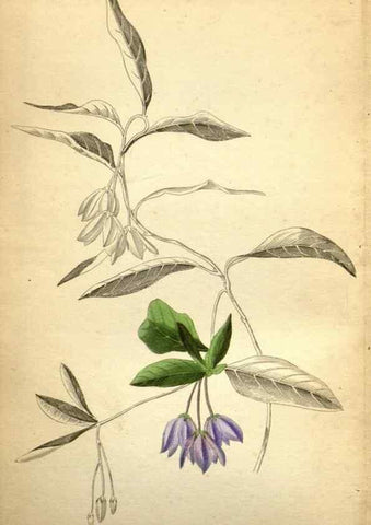Reproducción/Reproduction 48787314628: The botanical cabinet. London :John & Arthur Arch ...,1817-1833.. 