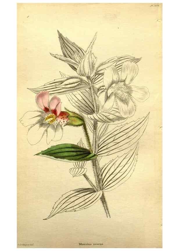 Reproducción/Reproduction 48787826242: The botanical cabinet. London :John & Arthur Arch ...,1817-1833.. 