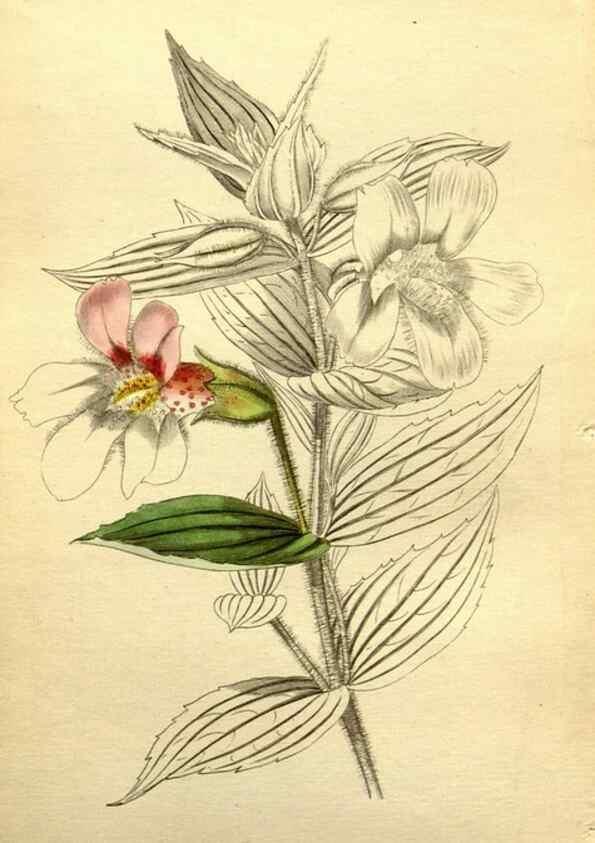 Reproducción/Reproduction 48787826242: The botanical cabinet. London :John & Arthur Arch ...,1817-1833.. 