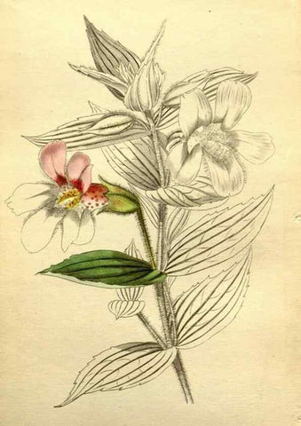 Reproducción/Reproduction 48787826242: The botanical cabinet. London :John & Arthur Arch ...,1817-1833.. 