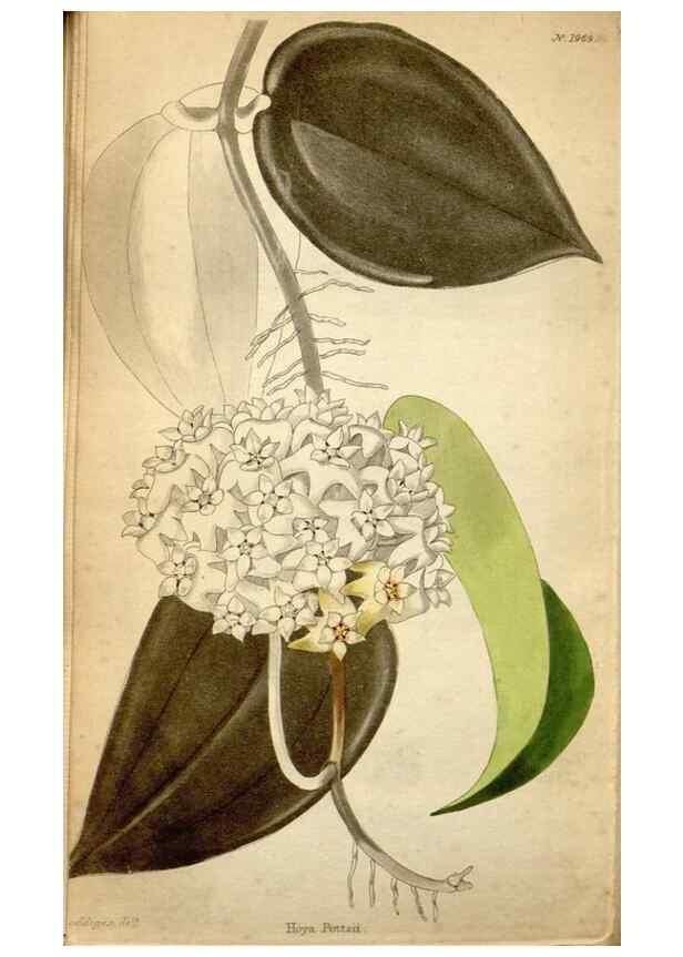 Reproducción/Reproduction 48787824477: The botanical cabinet. London :John & Arthur Arch ...,1817-1833.. 