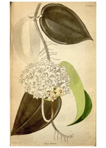 Reproducción/Reproduction 48787824477: The botanical cabinet. London :John & Arthur Arch ...,1817-1833.. 