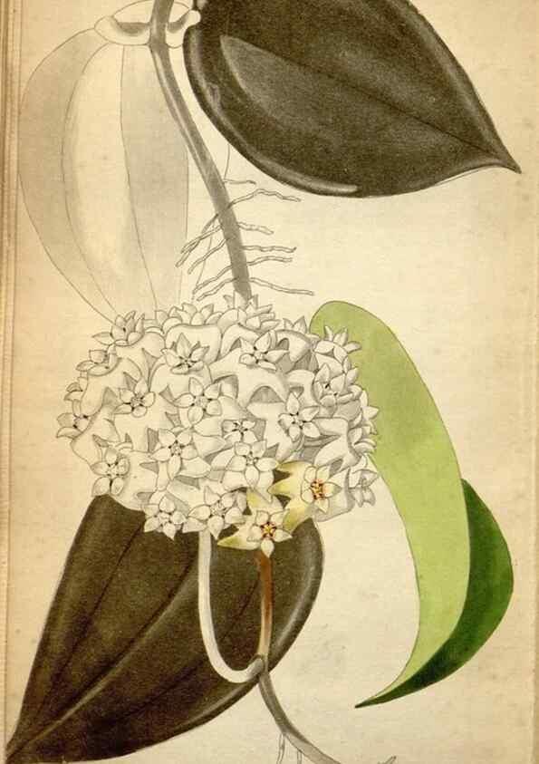 Reproducción/Reproduction 48787824477: The botanical cabinet. London :John & Arthur Arch ...,1817-1833.. 