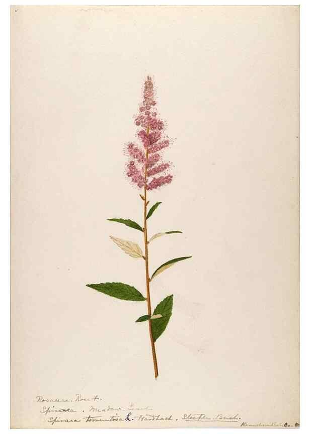 Reproducción/Reproduction 48788428848: [Water-color sketches of plants of North America and Europe]. . 