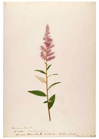 Reproducción/Reproduction 48788428848: [Water-color sketches of plants of North America and Europe]. . 