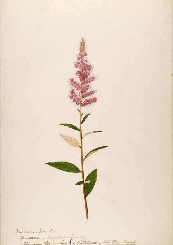 Reproducción/Reproduction 48788428848: [Water-color sketches of plants of North America and Europe]. . 