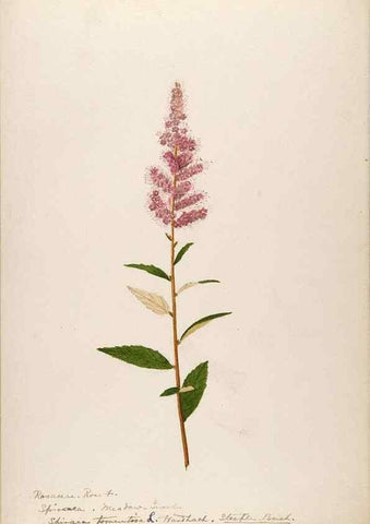 Reproducción/Reproduction 48788428848: [Water-color sketches of plants of North America and Europe]. . 