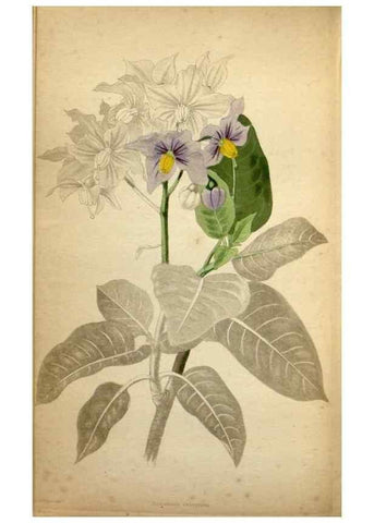 Reproducción/Reproduction 48787309988: The botanical cabinet. London :John & Arthur Arch ...,1817-1833.. 