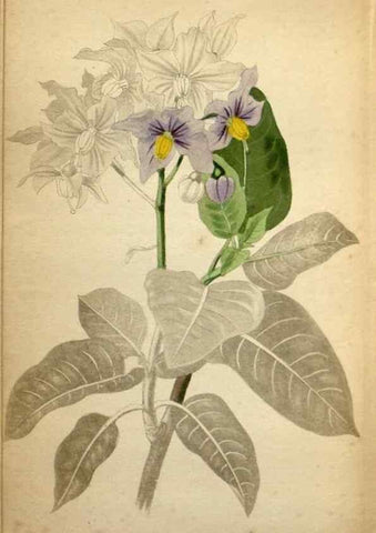 Reproducción/Reproduction 48787309988: The botanical cabinet. London :John & Arthur Arch ...,1817-1833.. 