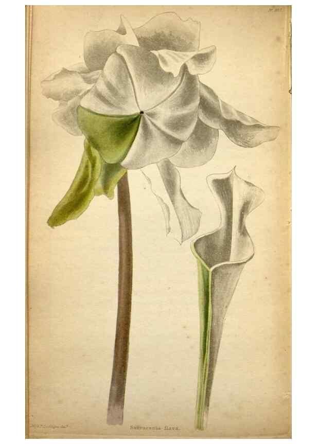 Reproducción/Reproduction 48787820832: The botanical cabinet. London :John & Arthur Arch ...,1817-1833.. 