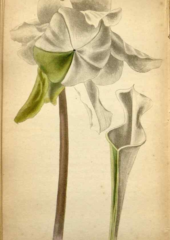 Reproducción/Reproduction 48787820832: The botanical cabinet. London :John & Arthur Arch ...,1817-1833.. 