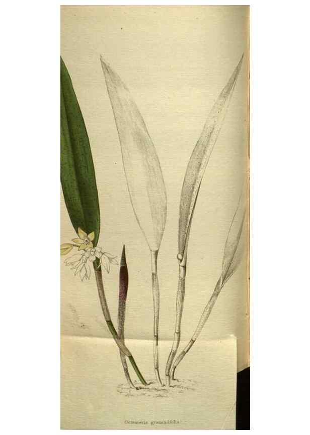 Reproducción/Reproduction 48787152253: The botanical cabinet. London :John & Arthur Arch ...,1817-1833.. 