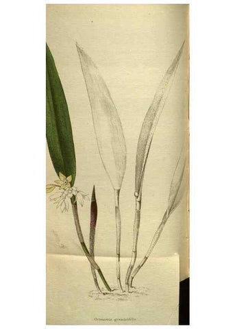 Reproducción/Reproduction 48787152253: The botanical cabinet. London :John & Arthur Arch ...,1817-1833.. 