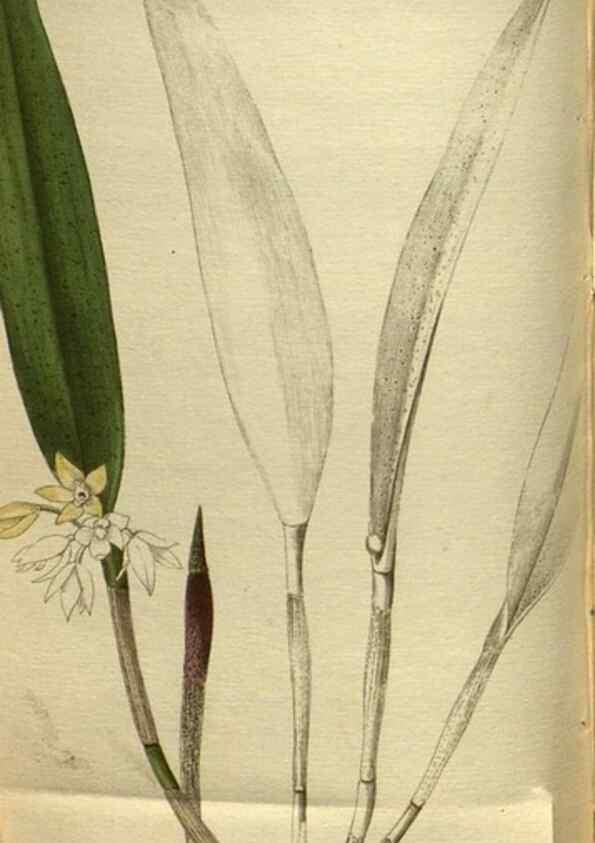 Reproducción/Reproduction 48787152253: The botanical cabinet. London :John & Arthur Arch ...,1817-1833.. 