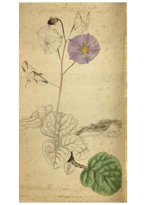 Reproducción/Reproduction 48787152473: The botanical cabinet. London :John & Arthur Arch ...,1817-1833.. 
