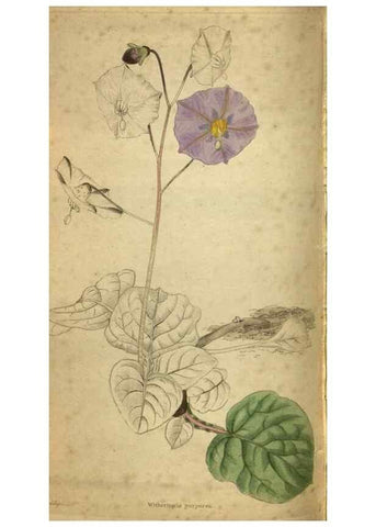Reproducción/Reproduction 48787152473: The botanical cabinet. London :John & Arthur Arch ...,1817-1833.. 