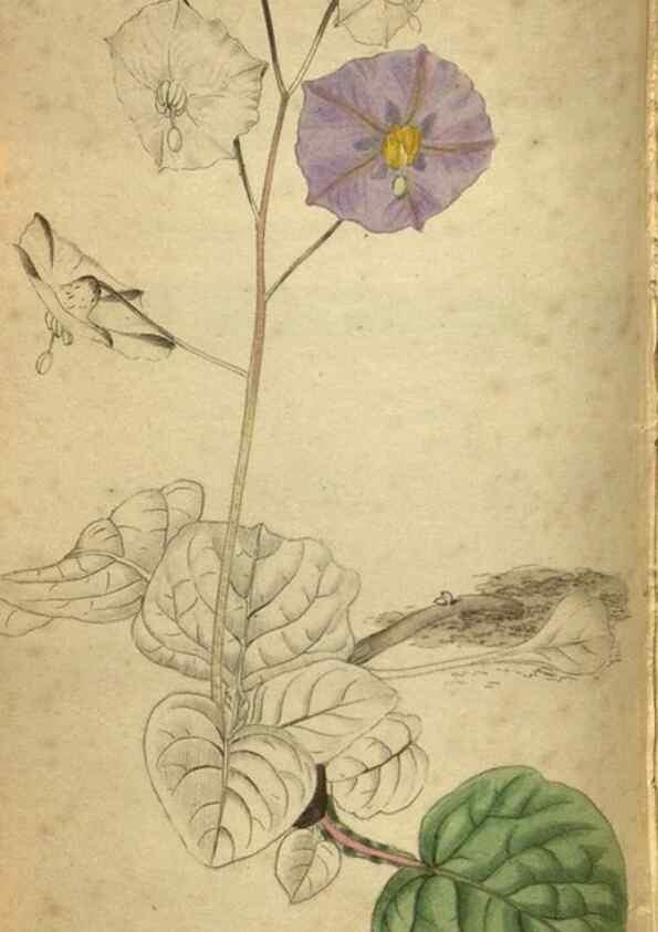 Reproducción/Reproduction 48787152473: The botanical cabinet. London :John & Arthur Arch ...,1817-1833.. 