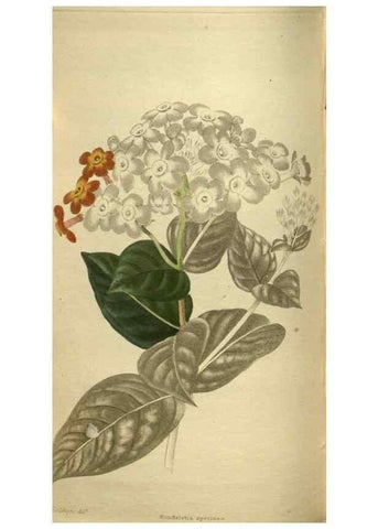 Reproducción/Reproduction 48787512786: The botanical cabinet. London :John & Arthur Arch ...,1817-1833.. 