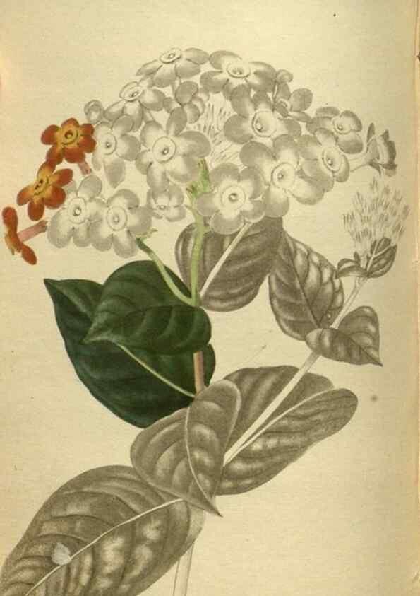 Reproducción/Reproduction 48787512786: The botanical cabinet. London :John & Arthur Arch ...,1817-1833.. 
