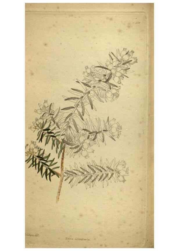 Reproducción/Reproduction 48787512971: The botanical cabinet. London :John & Arthur Arch ...,1817-1833.. 