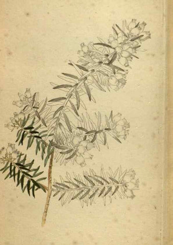 Reproducción/Reproduction 48787512971: The botanical cabinet. London :John & Arthur Arch ...,1817-1833.. 