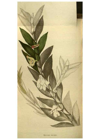 Reproducción/Reproduction 48787666602: The botanical cabinet. London :John & Arthur Arch ...,1817-1833.. 