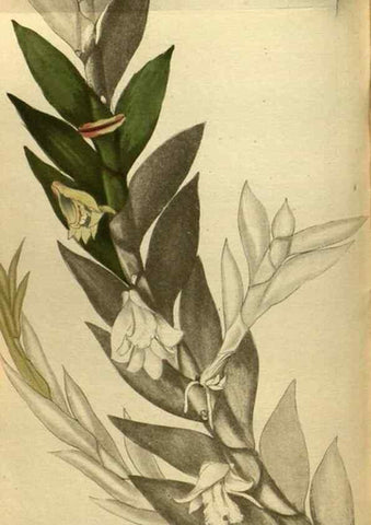 Reproducción/Reproduction 48787666602: The botanical cabinet. London :John & Arthur Arch ...,1817-1833.. 