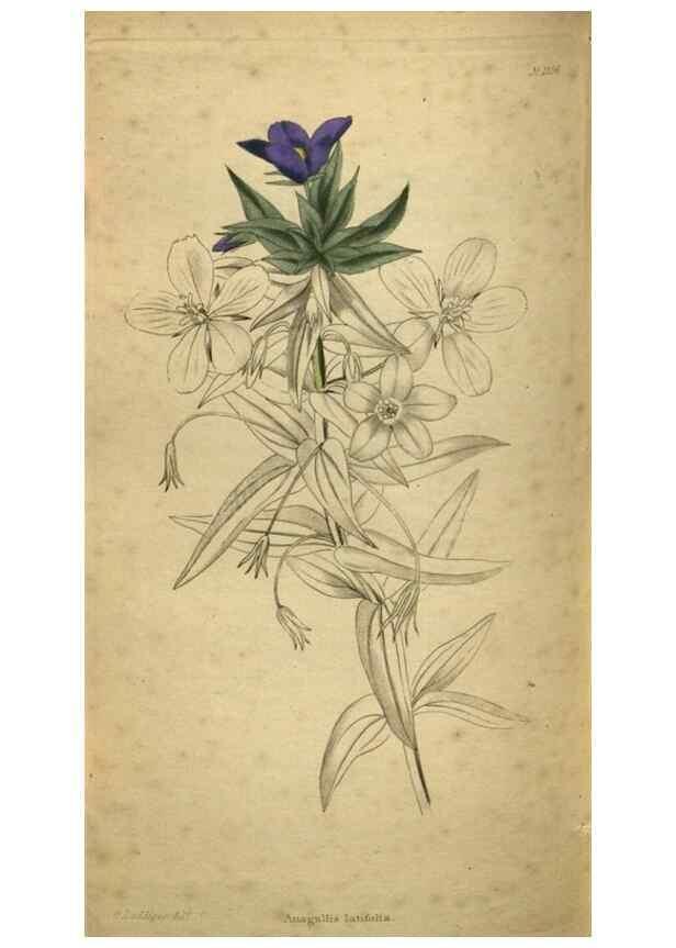Reproducción/Reproduction 48787513381: The botanical cabinet. London :John & Arthur Arch ...,1817-1833.. 