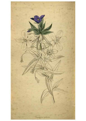 Reproducción/Reproduction 48787513381: The botanical cabinet. London :John & Arthur Arch ...,1817-1833.. 