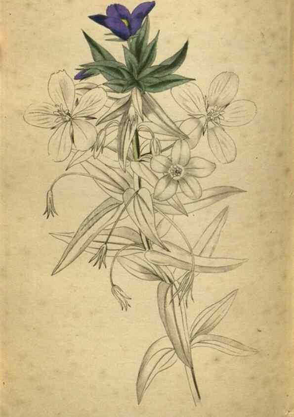 Reproducción/Reproduction 48787513381: The botanical cabinet. London :John & Arthur Arch ...,1817-1833.. 
