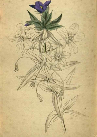 Reproducción/Reproduction 48787513381: The botanical cabinet. London :John & Arthur Arch ...,1817-1833.. 