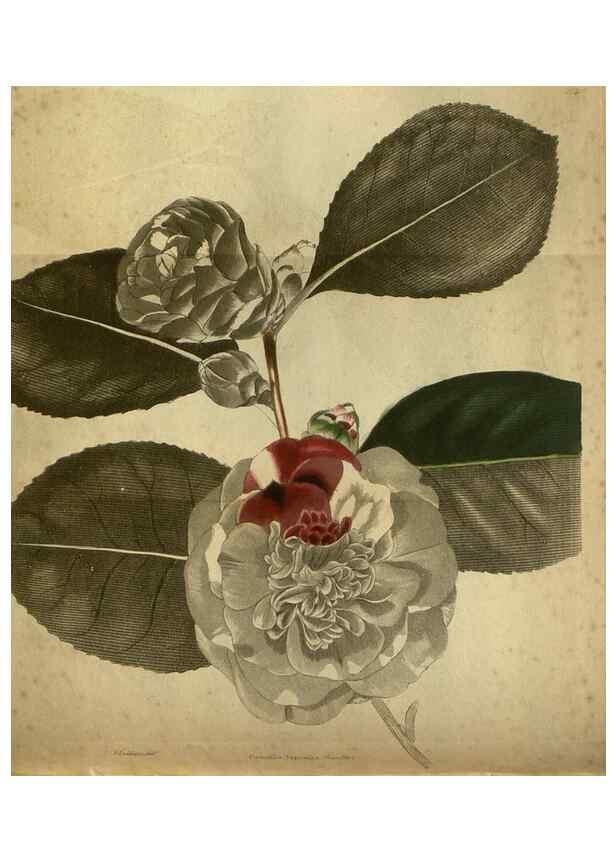 Reproducción/Reproduction 48787667122: The botanical cabinet. London :John & Arthur Arch ...,1817-1833.. 