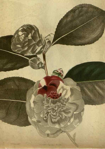 Reproducción/Reproduction 48787667122: The botanical cabinet. London :John & Arthur Arch ...,1817-1833.. 