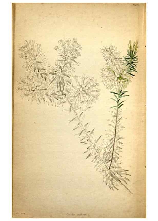 Reproducción/Reproduction 48787670336: The botanical cabinet. London :John & Arthur Arch ...,1817-1833.. 