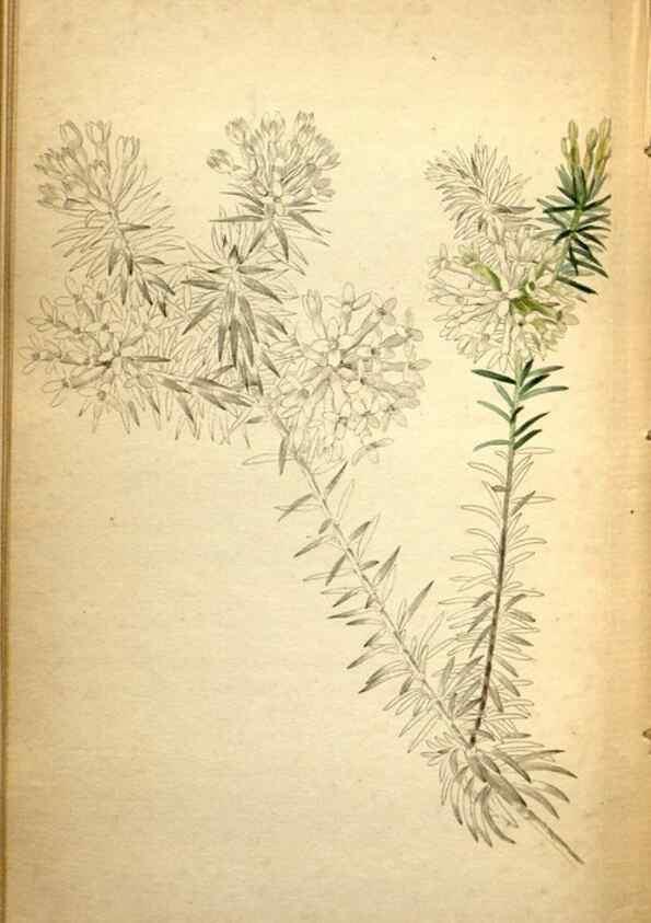 Reproducción/Reproduction 48787670336: The botanical cabinet. London :John & Arthur Arch ...,1817-1833.. 