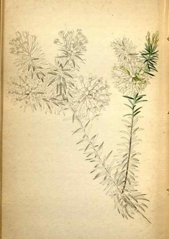 Reproducción/Reproduction 48787670336: The botanical cabinet. London :John & Arthur Arch ...,1817-1833.. 
