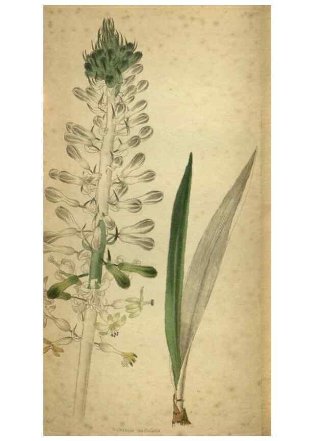 Reproducción/Reproduction 48787667292: The botanical cabinet. London :John & Arthur Arch ...,1817-1833.. 