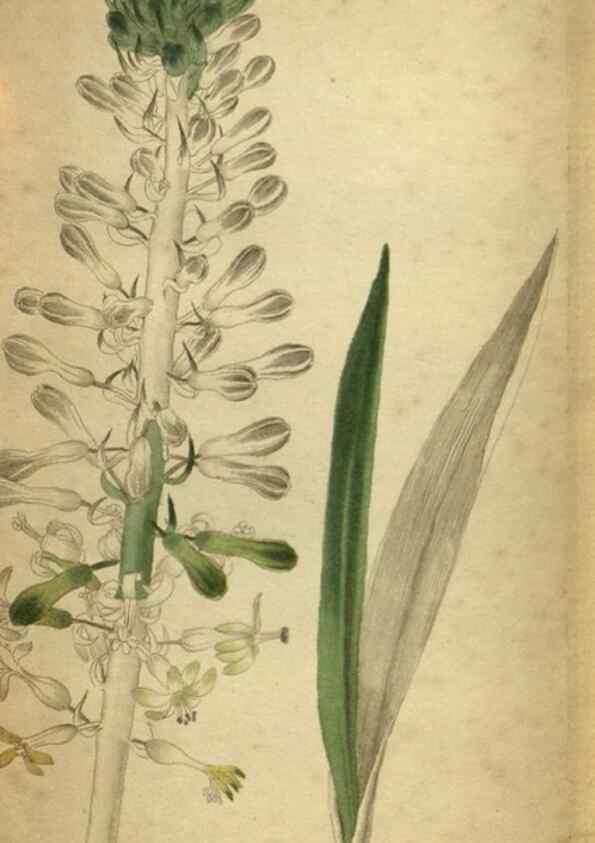 Reproducción/Reproduction 48787667292: The botanical cabinet. London :John & Arthur Arch ...,1817-1833.. 
