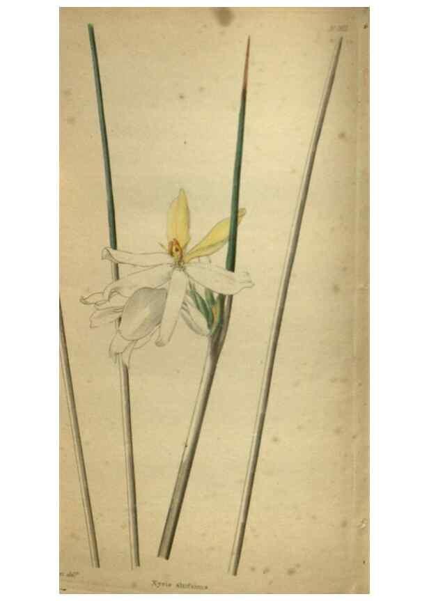 Reproducción/Reproduction 48787514261: The botanical cabinet. London :John & Arthur Arch ...,1817-1833.. 