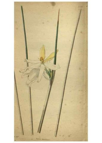 Reproducción/Reproduction 48787514261: The botanical cabinet. London :John & Arthur Arch ...,1817-1833.. 