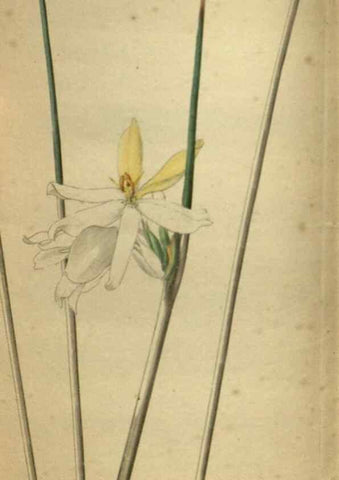 Reproducción/Reproduction 48787514261: The botanical cabinet. London :John & Arthur Arch ...,1817-1833.. 