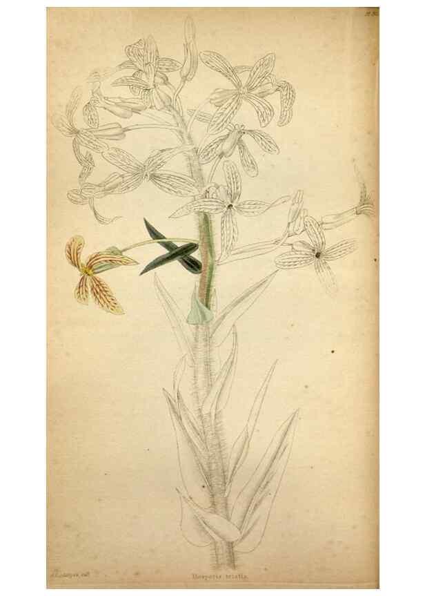 Reproducción/Reproduction 48787819042: The botanical cabinet. London :John & Arthur Arch ...,1817-1833.. 