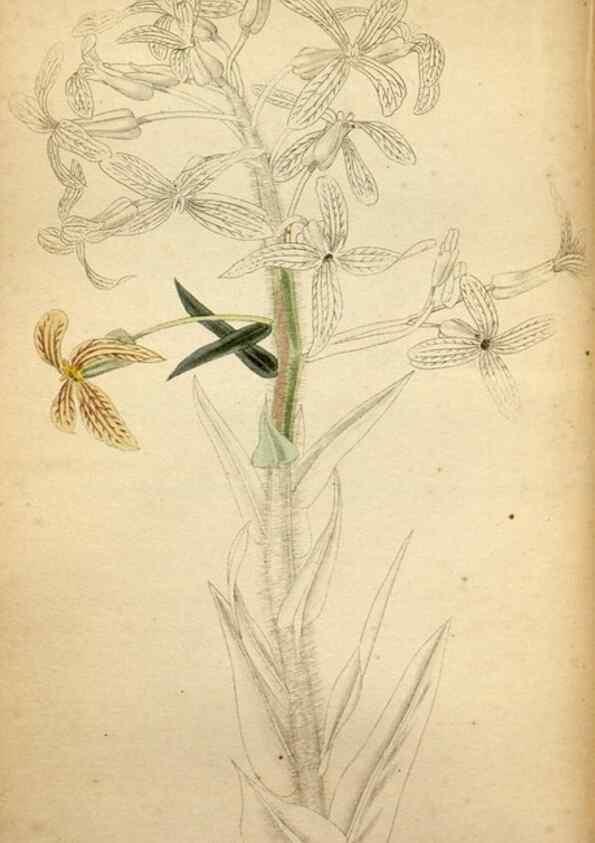 Reproducción/Reproduction 48787819042: The botanical cabinet. London :John & Arthur Arch ...,1817-1833.. 