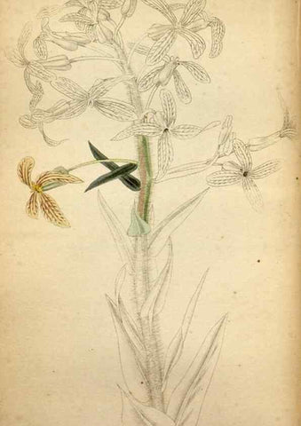 Reproducción/Reproduction 48787819042: The botanical cabinet. London :John & Arthur Arch ...,1817-1833.. 