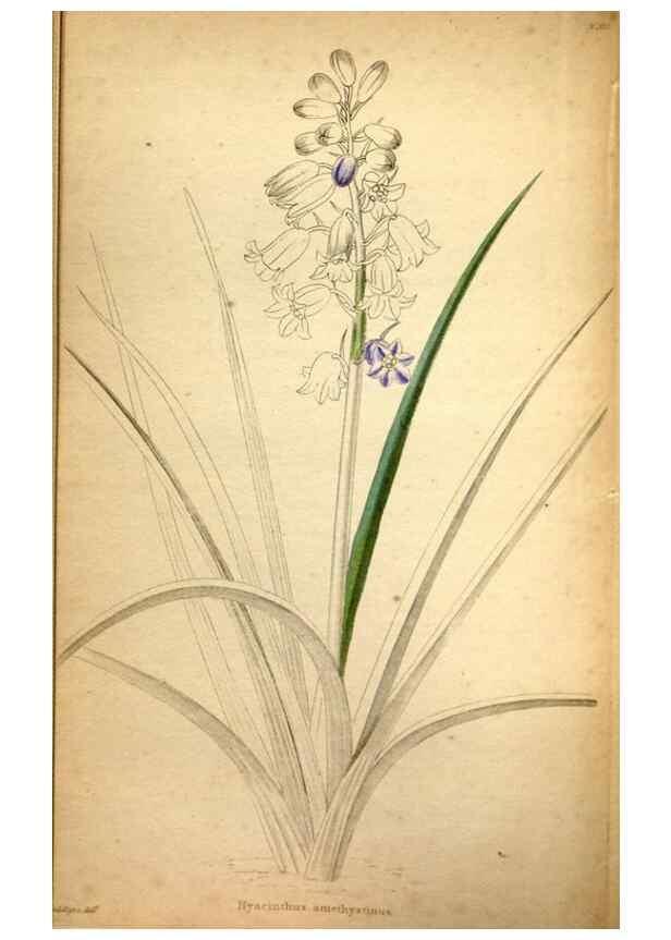 Reproducción/Reproduction 48787819402: The botanical cabinet. London :John & Arthur Arch ...,1817-1833.. 