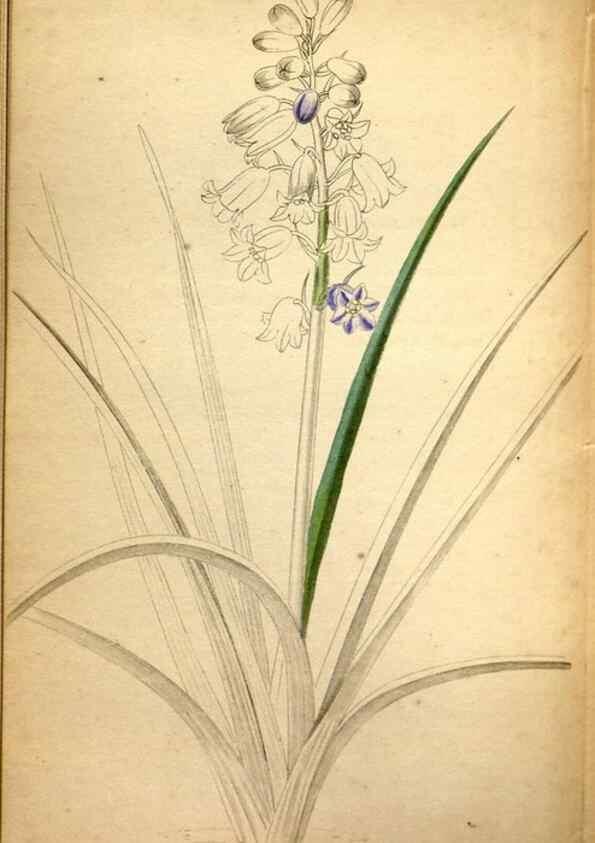 Reproducción/Reproduction 48787819402: The botanical cabinet. London :John & Arthur Arch ...,1817-1833.. 