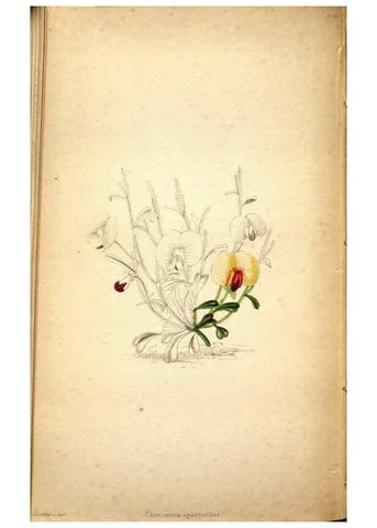 Reproducción/Reproduction 48787308088: The botanical cabinet. London :John & Arthur Arch ...,1817-1833.. 